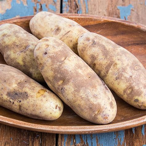 russet Burbank potatoes